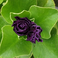 Primula auricula 'Judith Borman'